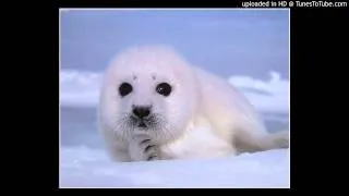 Seal lullaby