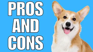 Corgi Pros And Cons | Should You REALLY Get A CORGI?