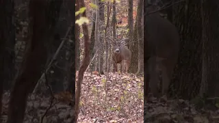 Every Hunter's dream BUCK!!....#shorts #shortvideo #bigbucks #deerhunting #deer #kentucky #bucks