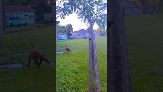 Fox fly-by. I started recording in 360 degrees and although it saps the battery, I can track them!