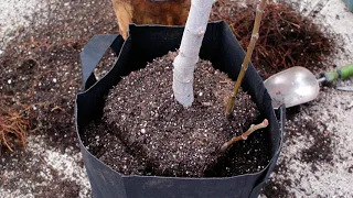 Up Potting Fig Trees