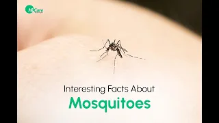 The Buzz About Mosquitoes: 10 Fascinating Facts You Didn't Know