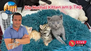 Die Notfall Kitten am 9. Tag.