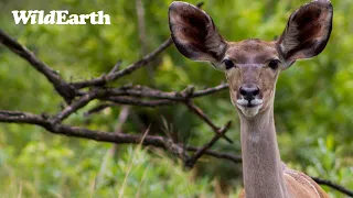 WildEarth - Sunrise Safari -  29 March 2024