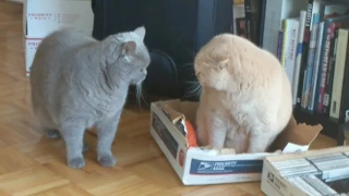 Two British Shorthair cats fight over a box