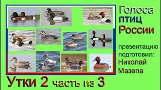 Утки. 2 часть из 3. Голоса птиц России