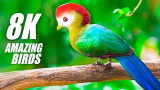 The Beauty of Birds Special Collection 8K VIDEO ULTRA HD HDR 60FPS