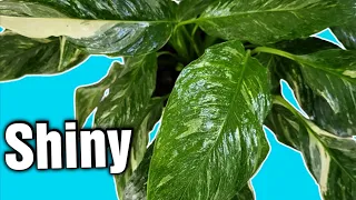Tips for Shiny Leaves and Pest Free Foliage