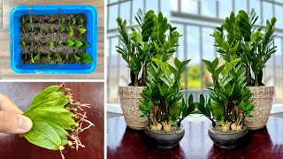 02 - Simple ways grow plants at home IMPRESSIVE, Surprising Results, plants grow SUPER FAST