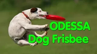 Dog Frisbee Odessa. Летающие собаки. Дог-Фрисби. Супер собака. Чемпионы. Спорт. Одесса. VLOG DOG.