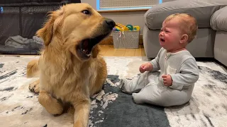 That's why you need a Golden Retriever Puppies  😂 Try Not To Laugh / Funny videos dog