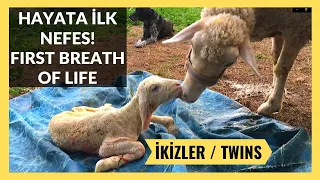 Merinos Koyun Doğumu Videosu, İkiz Kuzu Doğumu, Küçükbaş Hayvancılık, Koyunculuk, Şehirden Kaçanlar