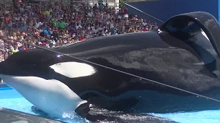 One Ocean with Tilikum (Full Show/Full HD) Aug 12 2015 - SeaWorld Orlando