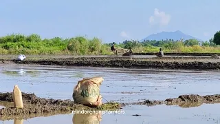 Sabog na Ng palay mga kafarmers para sa bayan