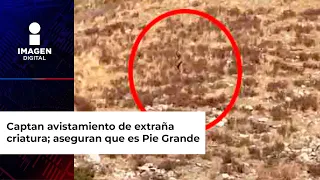 Captan avistamiento de extraña criatura en la montaña