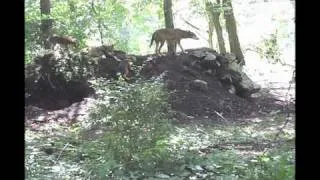11-week-old red wolf pups & parents 7-19-10.mov