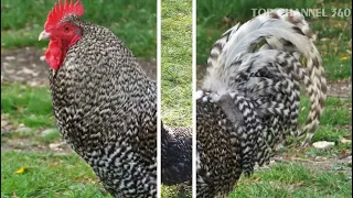 Top 15 Weirdest Chicken Breeds You Won't Believe Actually Exist