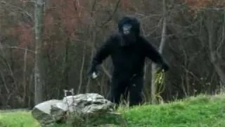 ALPACA FARMER CAPTURES BIGFOOT ON VIDEO