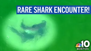 Great White Sneaks Up Behind Another Shark in Cape Cod