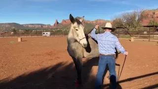 Ty Evans works with a pushy mule