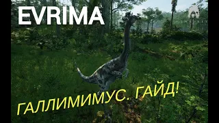 THE ISLE EVRIMA. ГАЛЛИМИМУС. ГАЙД! #theisleevrima