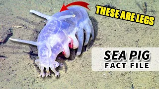 Sea Pig Facts: DEEP SEA CUCUMBERS | Animal Fact Files