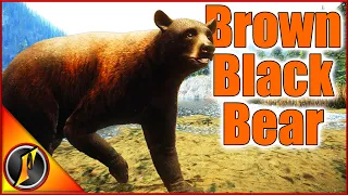 Our Final Missing Rare Bear: A Brown Fur Type Black Bear!