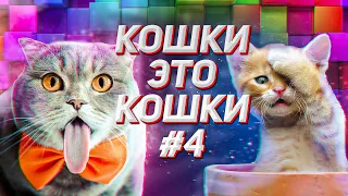 КОТЫ 2021  Funny Cats 2021 КОШКИ ПРИКОЛЫ С КОТАМИ И КОШКАМИ СМЕШНЫЕ КОТЫ 2021