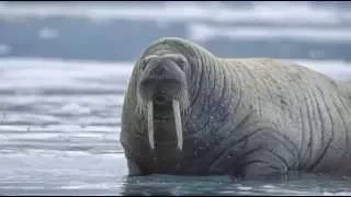 Морж - Walrus (Энциклопедия животных)