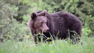 Bear Watching in Romania