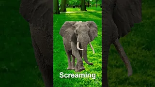 Elephant Noise Sound Effects