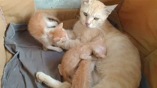 Orphan Kitten Wants To Drink Milk But Scared Of His Nursing Mother Cat