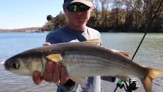 Mullet Fishing - Catch & Cook