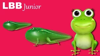 Life Cycle of A Frog Song | Original Songs | By LBB Junior