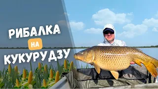 Короп на кукурудзу. Рибалка де клює ВЕЛИКИЙ КАРП. Озеро КРИЧЕВИЧІ