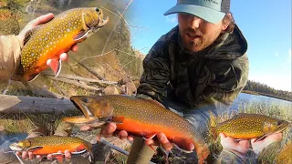 FAST ACTION Fishing for FALL BROOK TROUT!! (Catch, Cook, Camp)