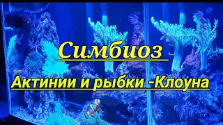 Морской аквариум. Симбиоз Актинии и рыбки - Клоуна (Amphiprion ocellaris)