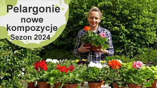 Pelargonie - nowe kompozycje na balkon i taras. Sezon 2024