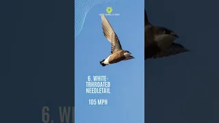 Fastest Birds in the World