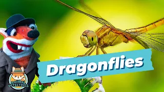 Dragonflies: The Amazing Flying Jewels of Nature!