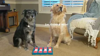 Dog Brain Game Challenge!