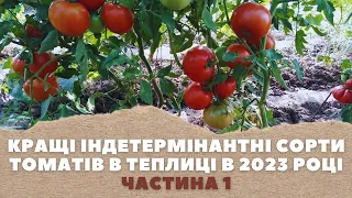 Кращі індетермінантні сорти томатів в теплиці в 2023 році! Частина 1