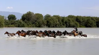 Live: Herds of horses gallop across Zhaosu Prairie in Xinjiang