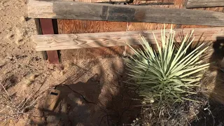 Connecting a Bamboo M to Joshua Tree, Plant Music