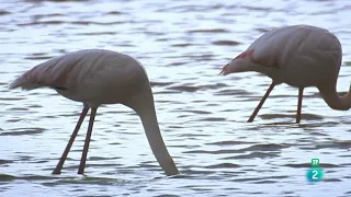 Grandes Documentales-Iberia salvaje Invierno