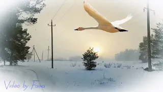 Зимний вальс о весне. "Белая лебедь" #cover #песнипрошлыхлет
