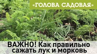 Голова садовая - ВАЖНО! Как правильно сажать лук и морковь