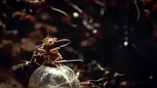 Ants Rip Queen's Legs Off | Empire Of The Desert Ants | BBC Earth