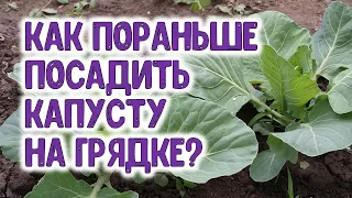 Как посадить раннюю капусту в открытом грунте и защитить ее от вредителей и холода? Простые способы