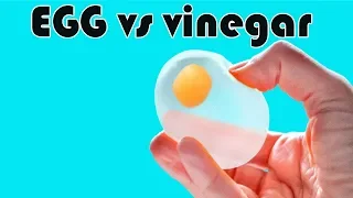 EGG vs vinegar |  EASY SCIENCE EXPERIMENTS THAT'LL SURPRISE YOU